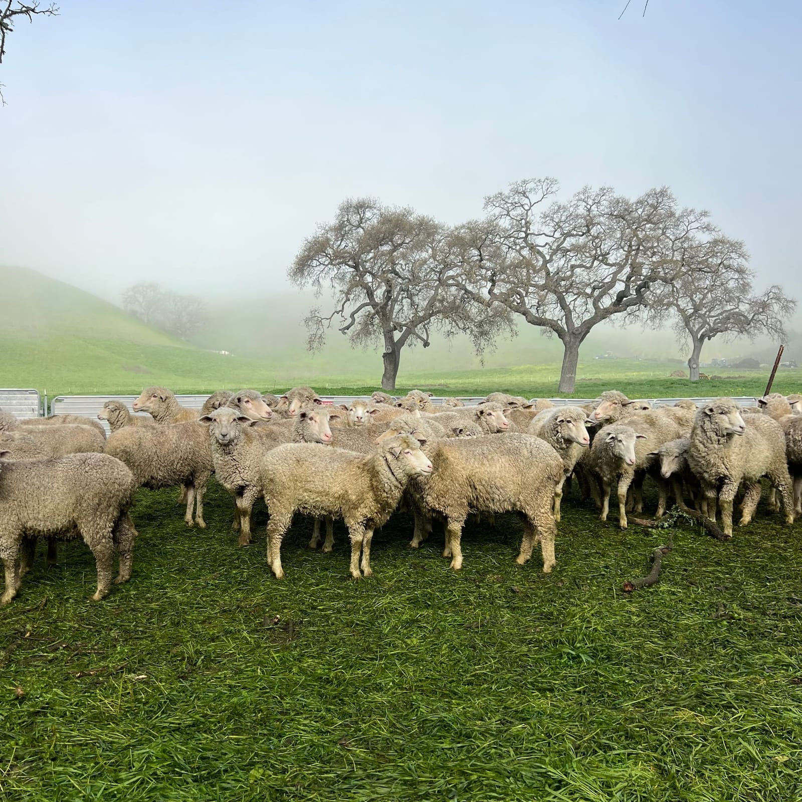 Sheep Grazing for Wildfire Mitigation in California