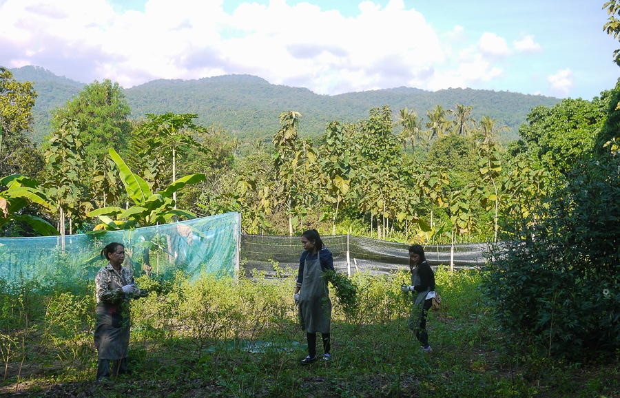 indigo process - harvesting