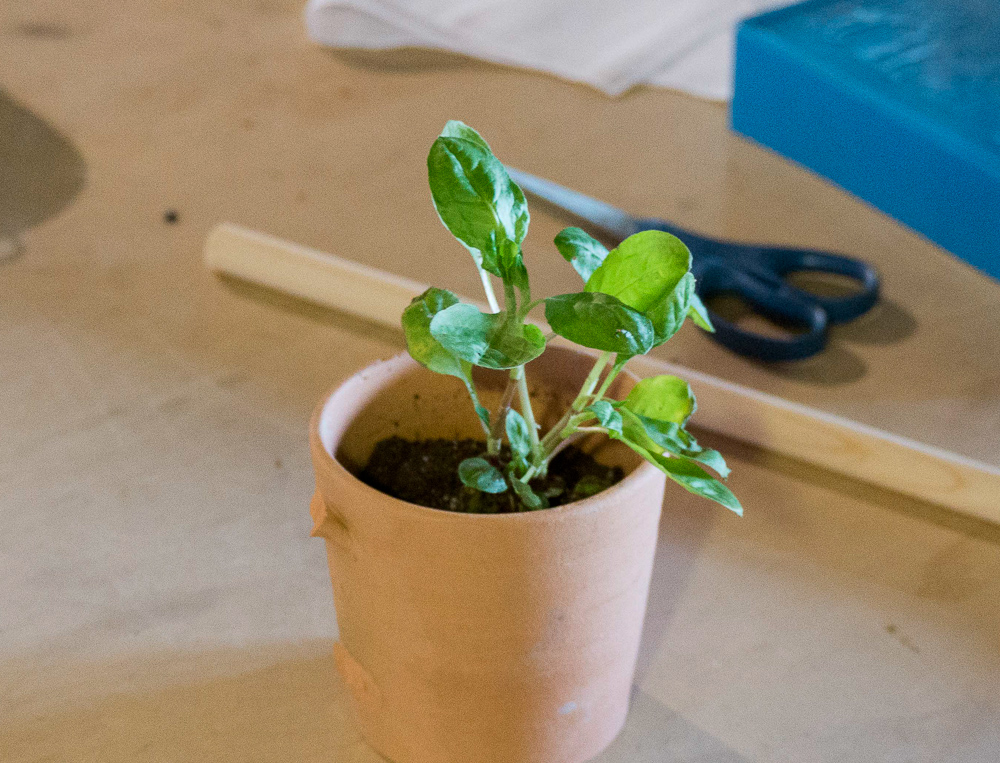 An indigo plant.